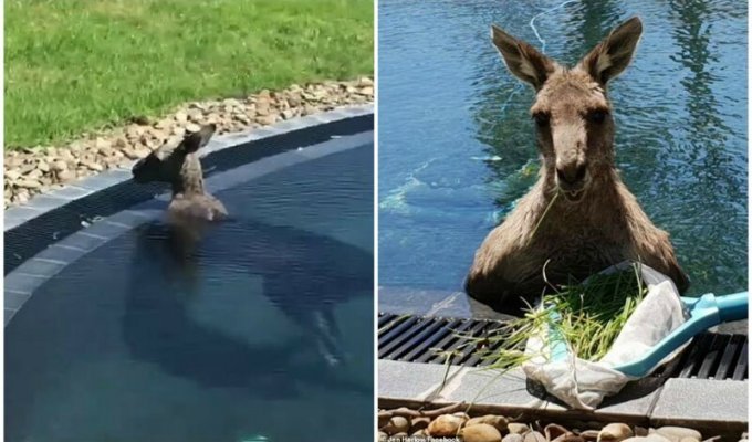 Австралийцы засняли, как в их бассейне прохлаждается 70-килограммовый кенгуру (3 фото + 1 видео)