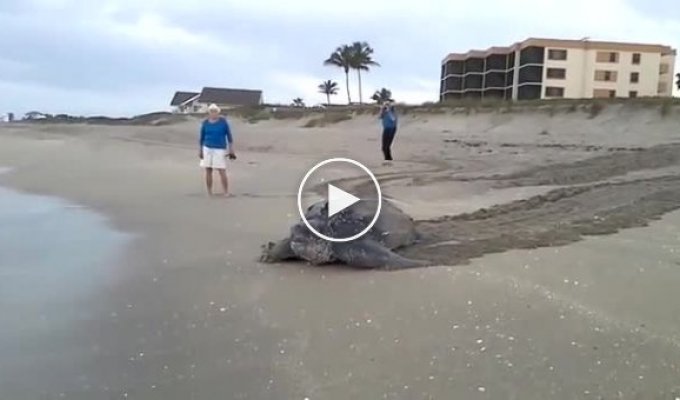 Кожистая черепаха вышла в море плавать