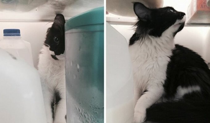 Кошку случайно закрыли в холодильнике - и теперь это ее любимое место (11 фото)