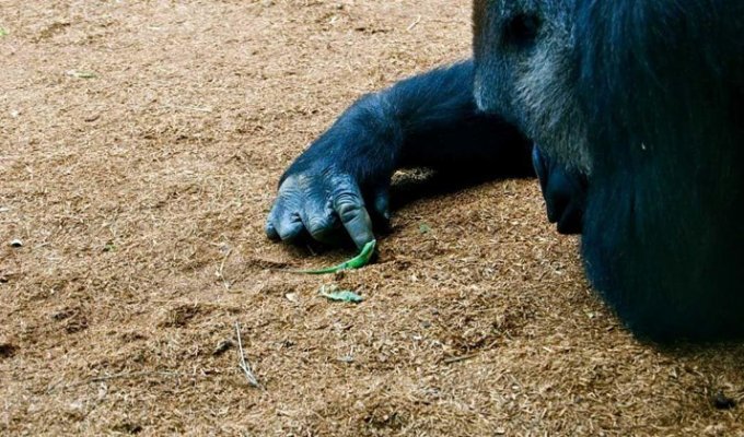 Доказательство того, что гориллы - нежные гиганты (6 фото)