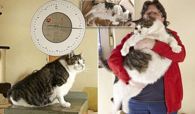 Самый толстый в мире кот страдает от ожирения и сахарного диабета (5 фото)