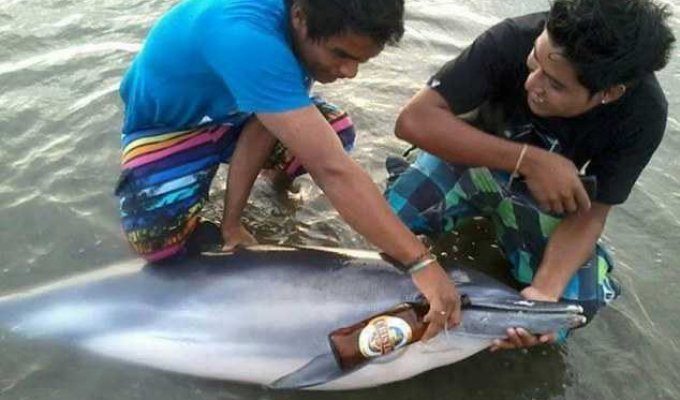 Защитники животных ищут шутников, напоивших дельфина пивом (4 фото)