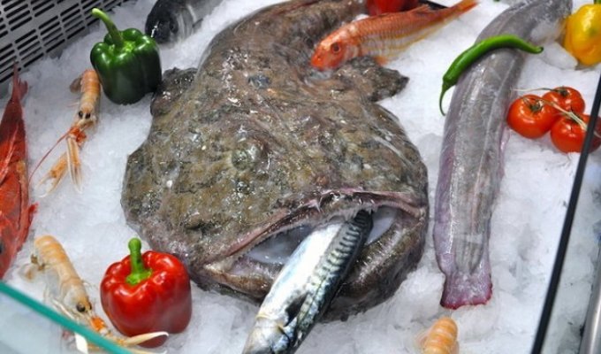 Руководство по морепродуктам: рыба-чёрт (7 фото)