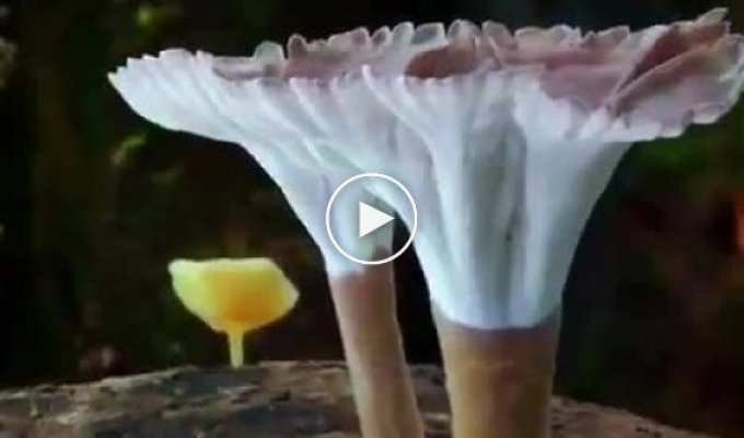 Удивительное царство грибов