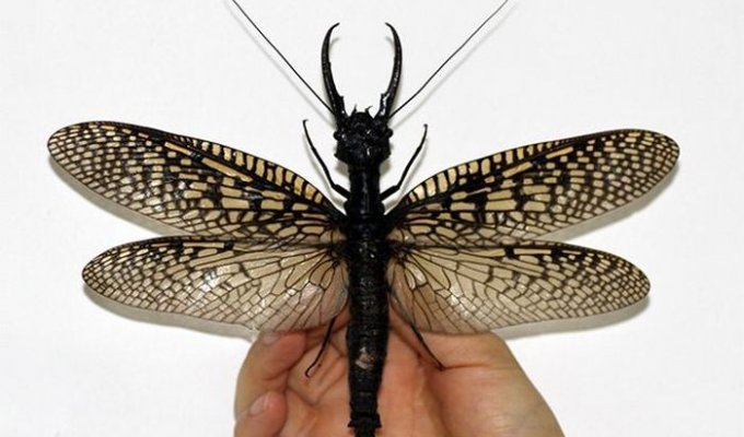 Жуткое насекомое прямиком из ночных кошмаров (5 фото)