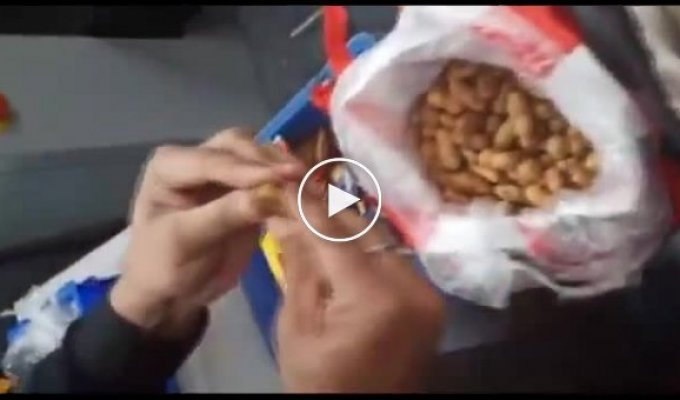 Контрабандист попытался вывести 4 миллиона рупий в ядрах арахиса