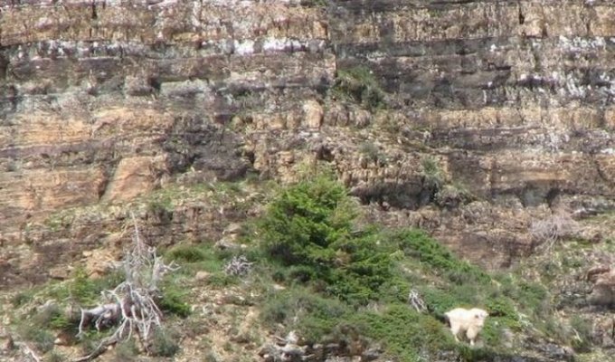 Козлы на скалах (5 фото)