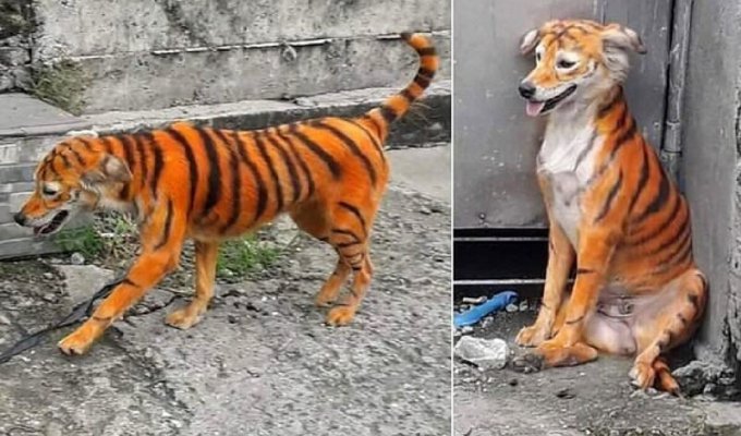 Защитники животных в ярости: кто-то раскрасил бездомного пса под тигра (4 фото)