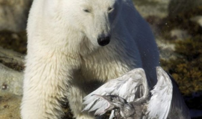 Медведь против чайки (9 фото)