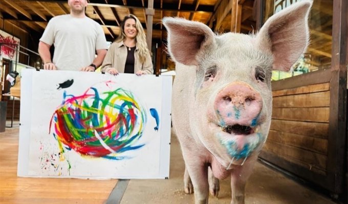 Свинья-художник нарисовала картины на 1 млн долларов (7 фото)