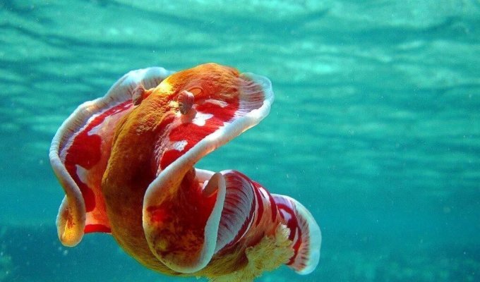 Испанский танцор: Гигантский ядовитый моллюск всю жизнь проводит в танце, а размножается откладывая «цветы» из яиц (9 фото + 1 гиф)