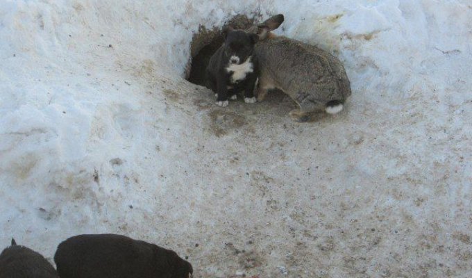Сердобольный кролик из Омской области заменил щенкам мать (4 фото)
