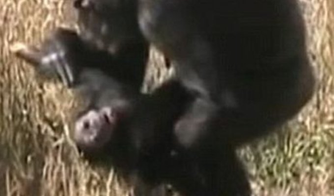 Шимпанзе оплакивает свое дитя (4 фото)