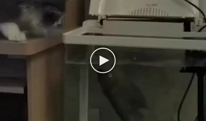 Аквариумная рыбка атаковала провоцирующего её кота