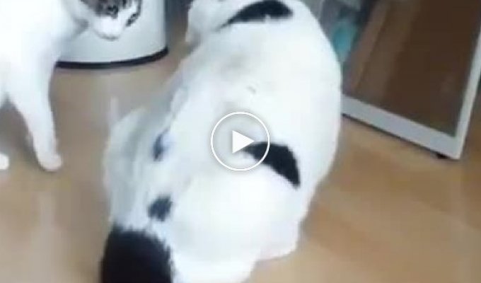 Толстый кот разнял дерущихся котов