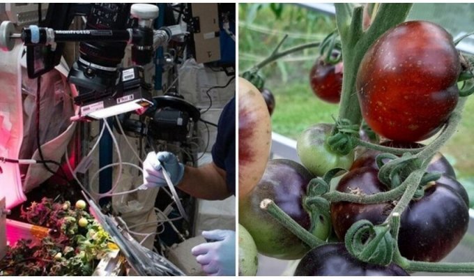 Астронавтам удалось найти в космосе потерянный помидор (2 фото + 1 видео)