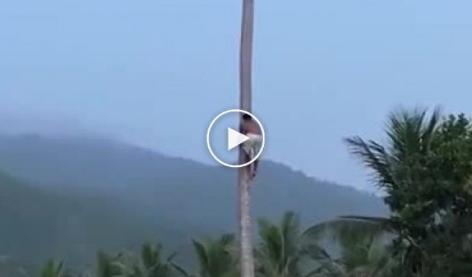 Мужчина полез на высокую пальму за кокосами