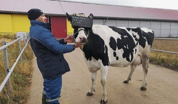 На коров с Подмосковной фермы надели VR-очки (8 фото)