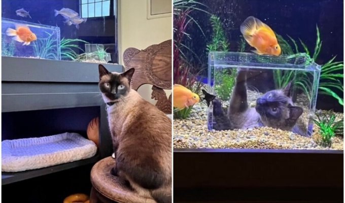 Кот прославился в сети благодаря своему крутому аквариуму (10 фото)