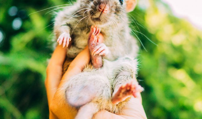 Девушка выпустила удивительную серию фотографий с мышатами