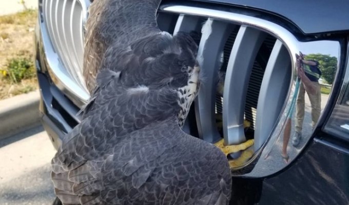 Спасение жизни сокола, застрявшего в автомобильной решетке радиатора (5 фото)