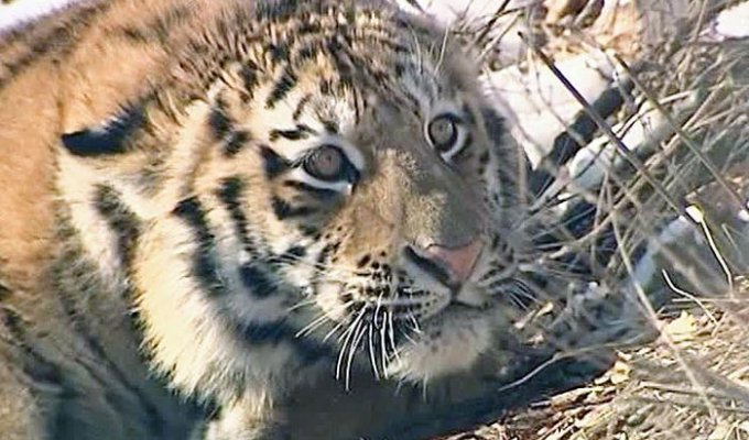 Покалеченный тигр вышел из тайги и "попросил" помощи у людей (2 фото + видео)