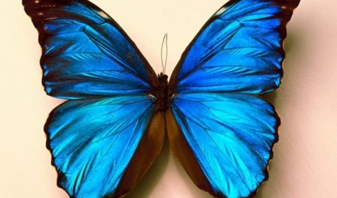 Бабочки (11 фото)
