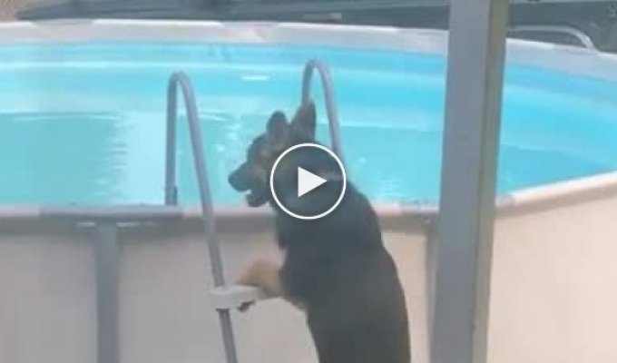 Сообразительный пес научился пользоваться лестницей, чтобы купаться в бассейне