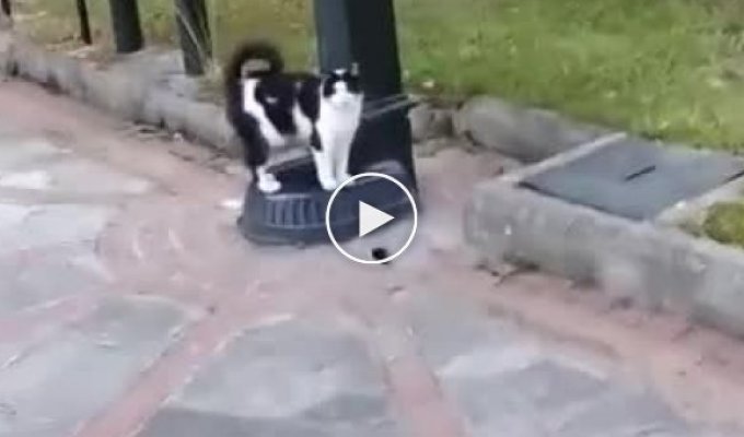 Незнакомец помог котику утолить жажду