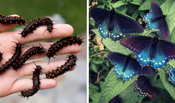 Биолог разводит бабочек у себя в саду (10 фото)
