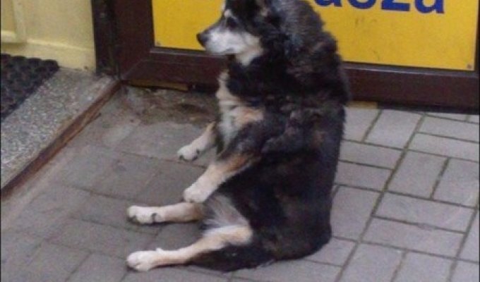 Сидящая собака (3 фото)
