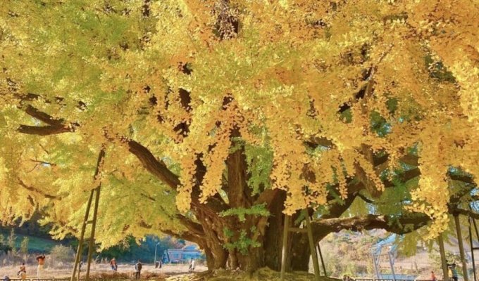 Величественное южнокорейское дерево возрастом 860 лет (5 фото + 1 видео)