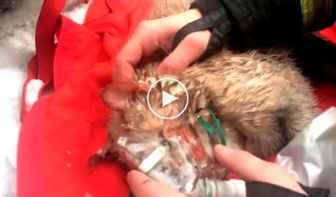 В Москве сотрудники МЧС откачали котика, спасенного из горящего дома