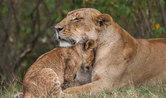 Львица спасает своего детёныша (11 фото)