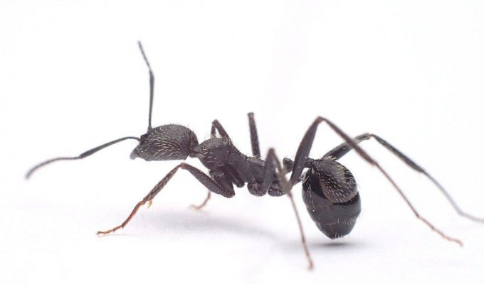 Орудия труда у муравьёв: Насекомые в очередной раз доказали, что они не глупее приматов (5 фото)