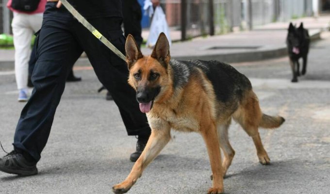 Робких собак уволили из китайской полиции и продали на аукционе (4 фото)