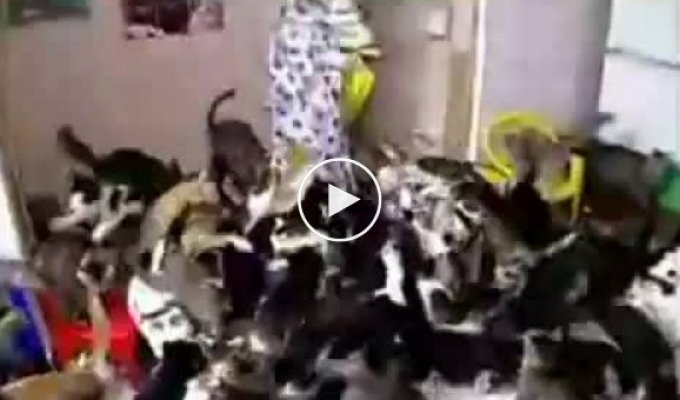 Дом полон голодных котов