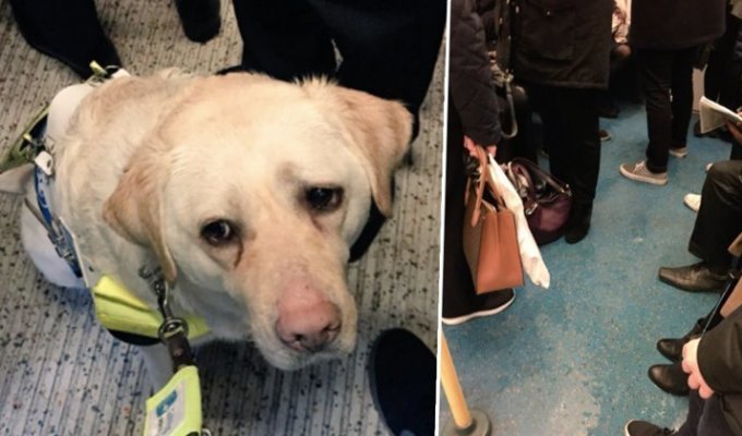 Слепому мужчине с собакой никто не уступил место в метро (13 фото + 1 видео)