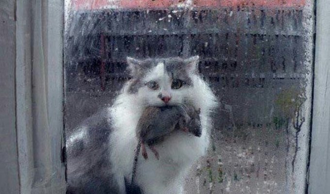 Почему кошки приносят хозяину домой убитых ими животных? (4 фото)