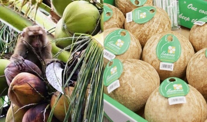 "Жизни обезьян имеют значение": в Британии отказались от кокосов, собранных макаками (3 фото)