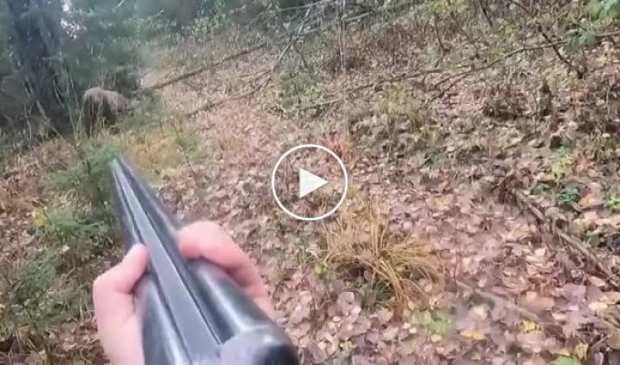 На охотника чуть не напала медведица, но мужчина сжалился и не стал стрелять