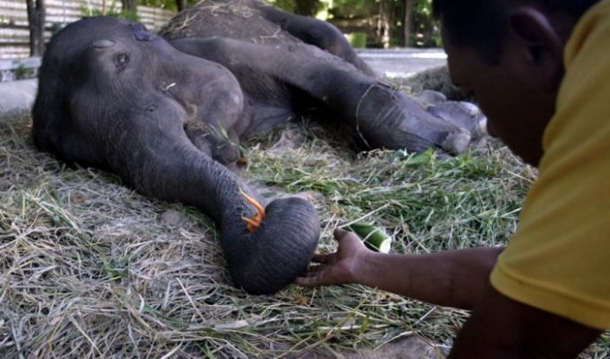 Скандал в самом большом зоопарке Индонезии (9 фото)
