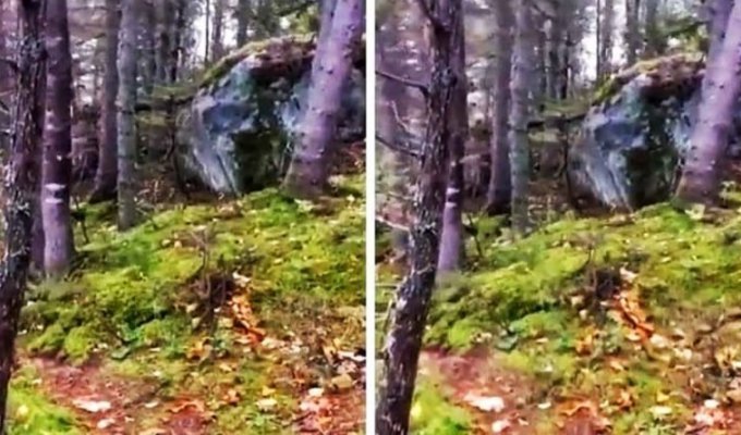 «Дышащая» земля в канадском лесу смутила интернет (3 фото + 2 видео)