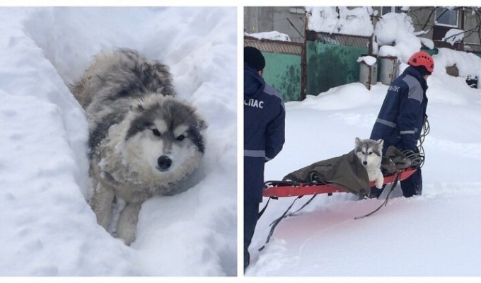 Собака чуть не погибла из-за снежного плена и сломанной лапы (7 фото)