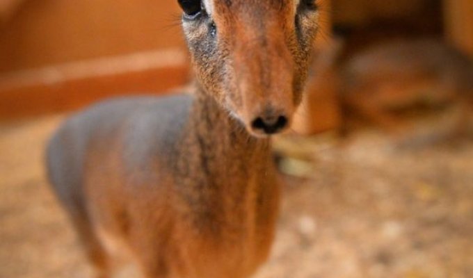Самая маленькая антилопа в мире (15 фото)