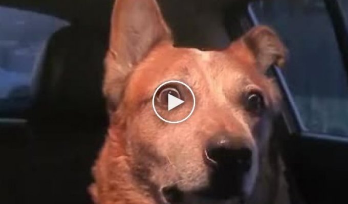 Громкая итальянка удивила пса, ставшего героем соцсетей