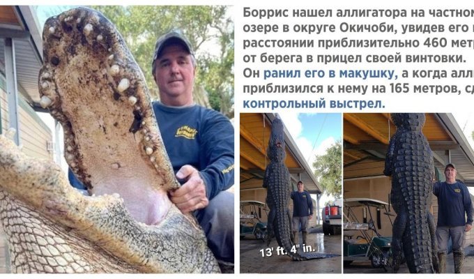 В США охотник убил 80-летнего аллигатора длиной около 4-х метров и весом более 400 кг (2 фото)