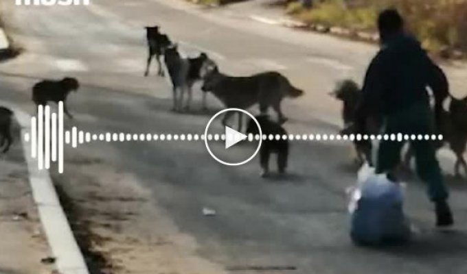 Бродячие псы оккупировали детские площадки в ХМАО