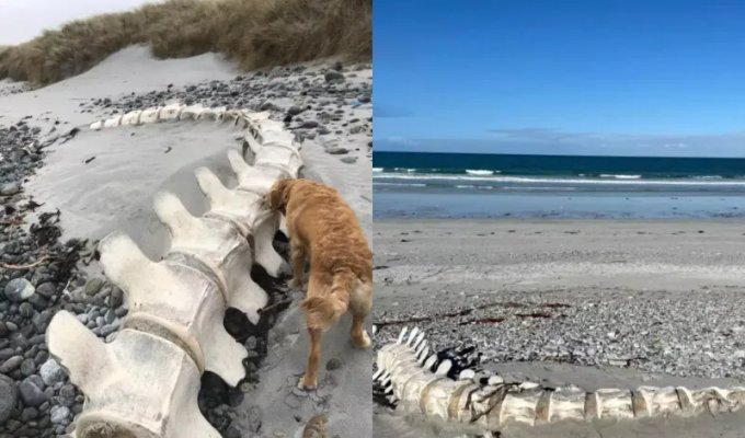 На пляже обнаружили огромный скелет загадочного существа (7 фото)