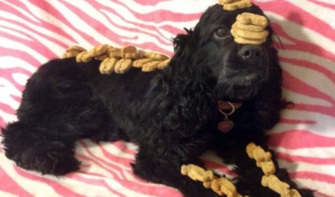 Талантливая Белла Бу – необычная собака, которая умеет балансировать (11 фото)